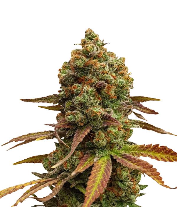Bud Voyage Hanfsamen Leichtigkeit Special #1,