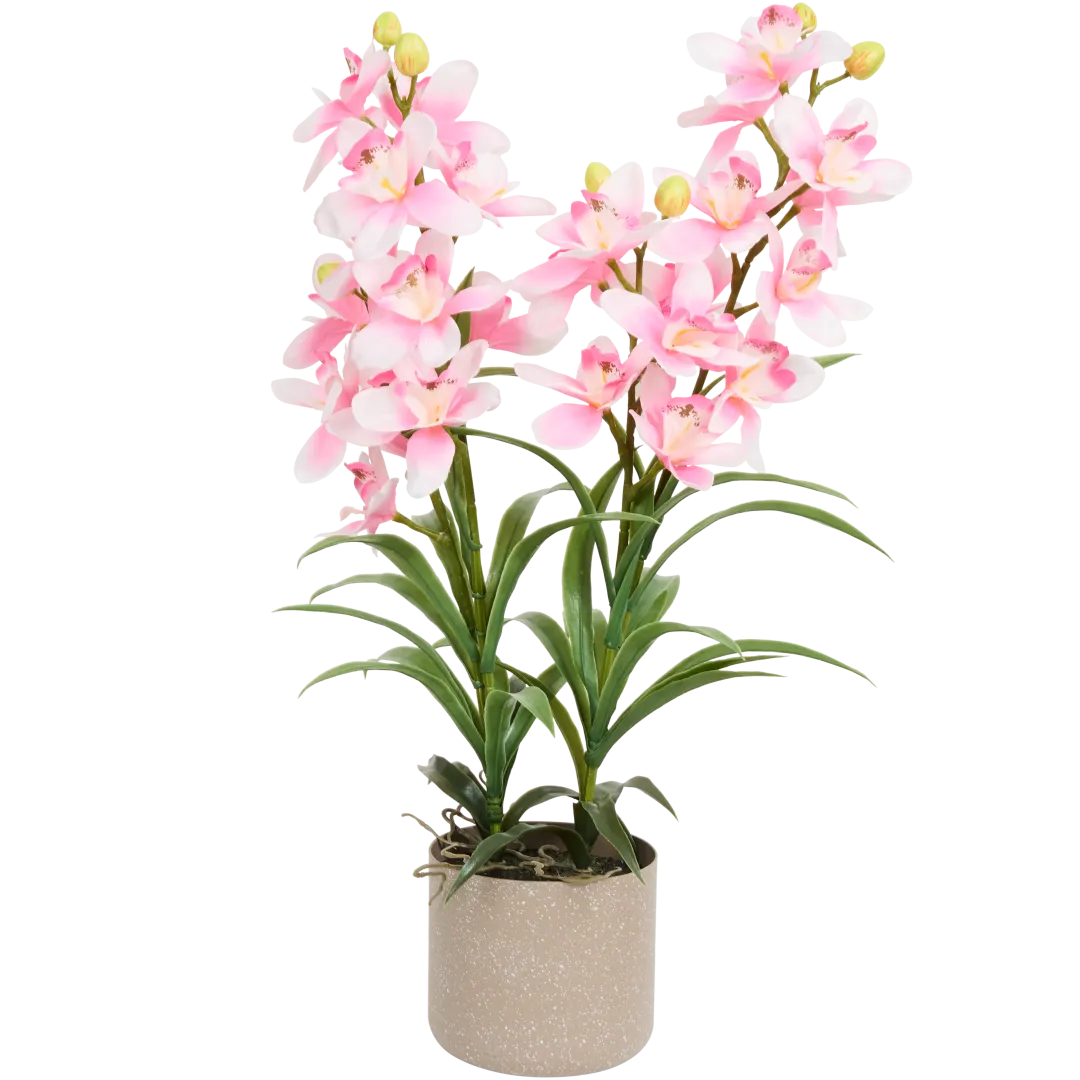 Orchidee in pot Diverse kleuren