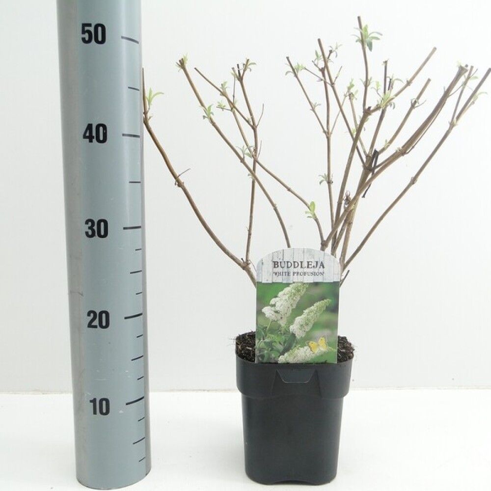 BUDDLEJA (SOMMERFUGLBUSK) DAV. 17cm