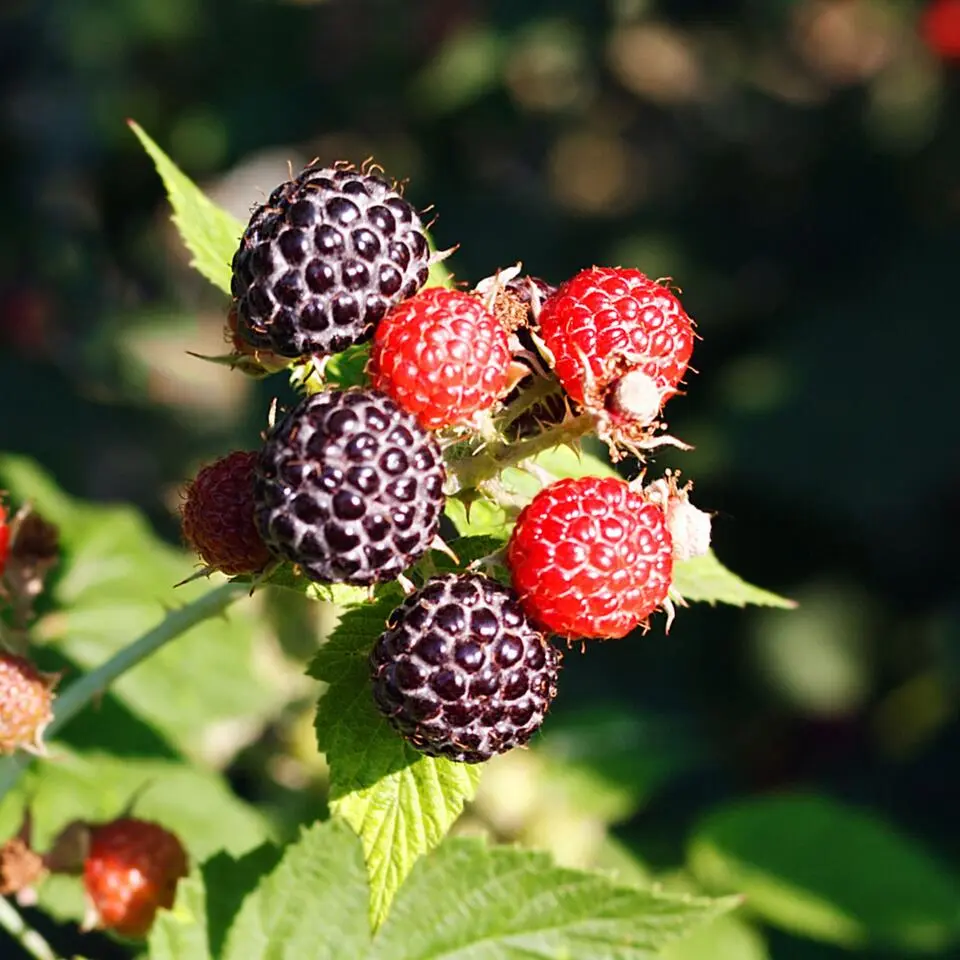 Bessenplanten - Set van 4 - Rubus Rubrum Uva Fructosus - Hoogte 25-40cm - ⌀9cm