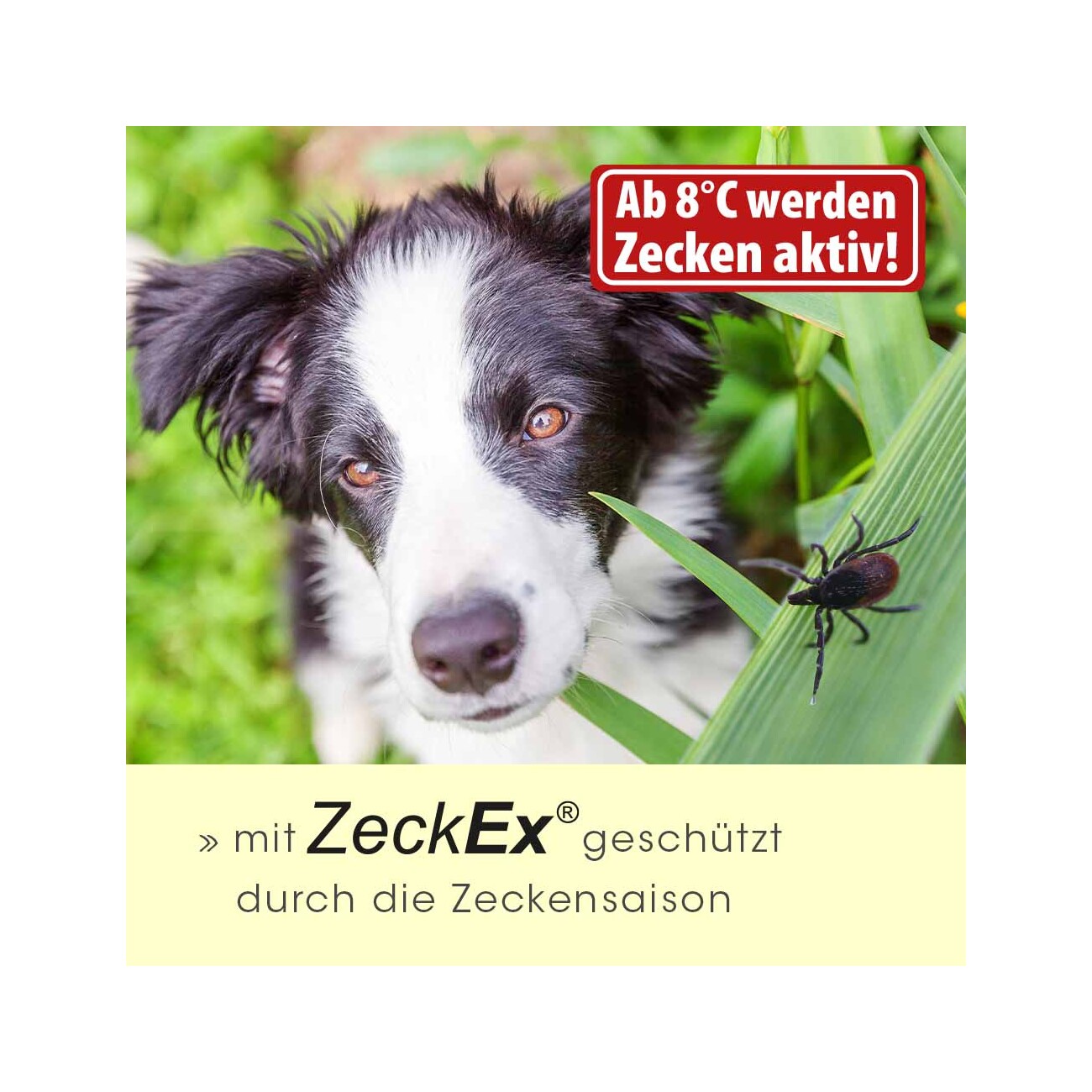 cdVet ZeckEx Spray 50 ml