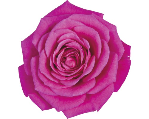 Kamerroos FloraSelf Rosa hybride 'Regina' H 30-40 cm Ø 13 cm pot donkerroze