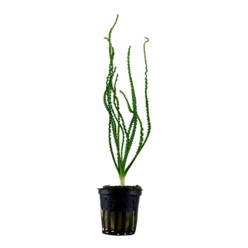 Crinum calamistratum