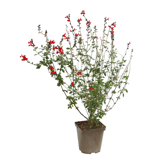 Salvia 'Red Velvet':pot 3L MDD