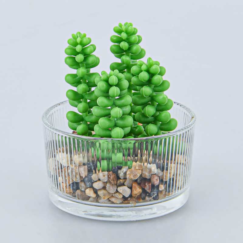 Plante grasse pot rond