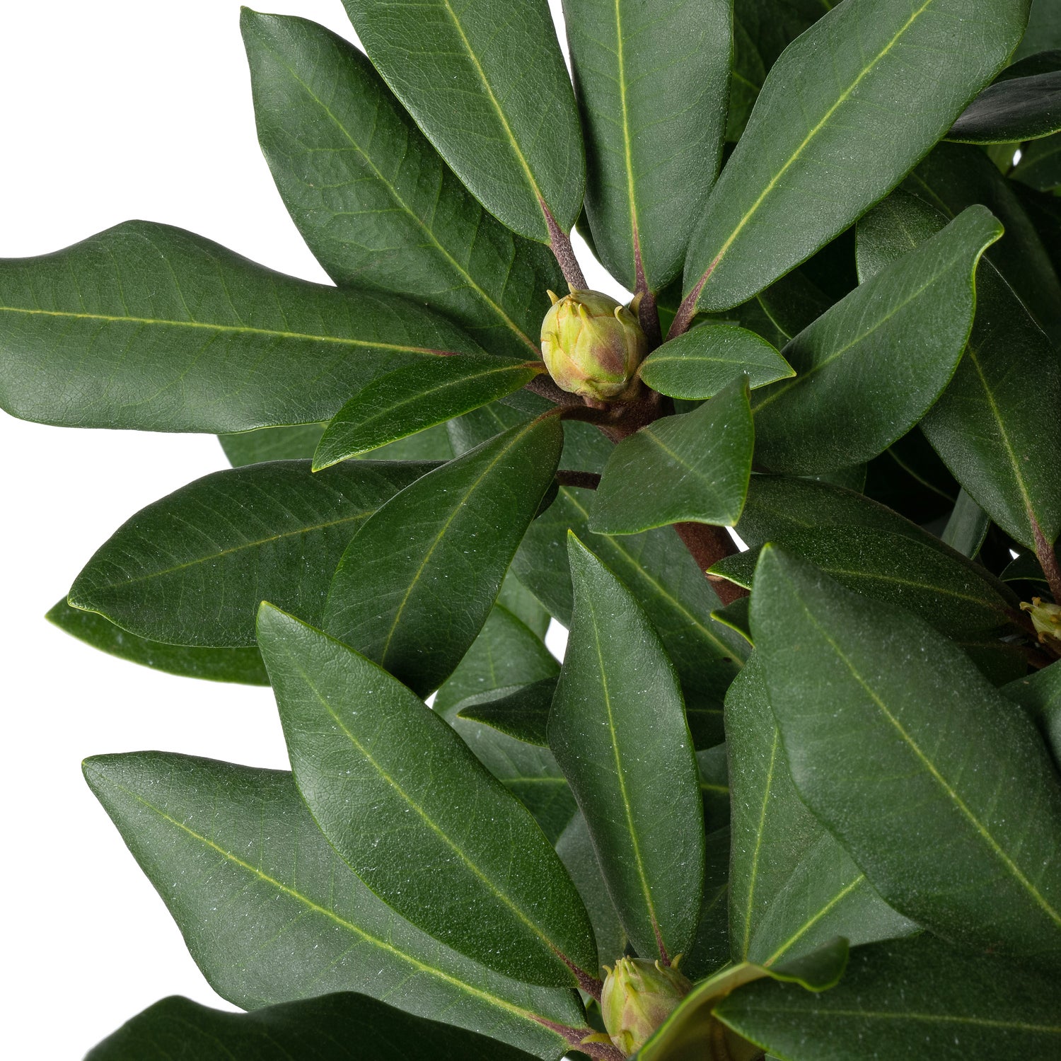Rhododendron (Rhododendron 'Karl Naue') D 19 H 25 cm