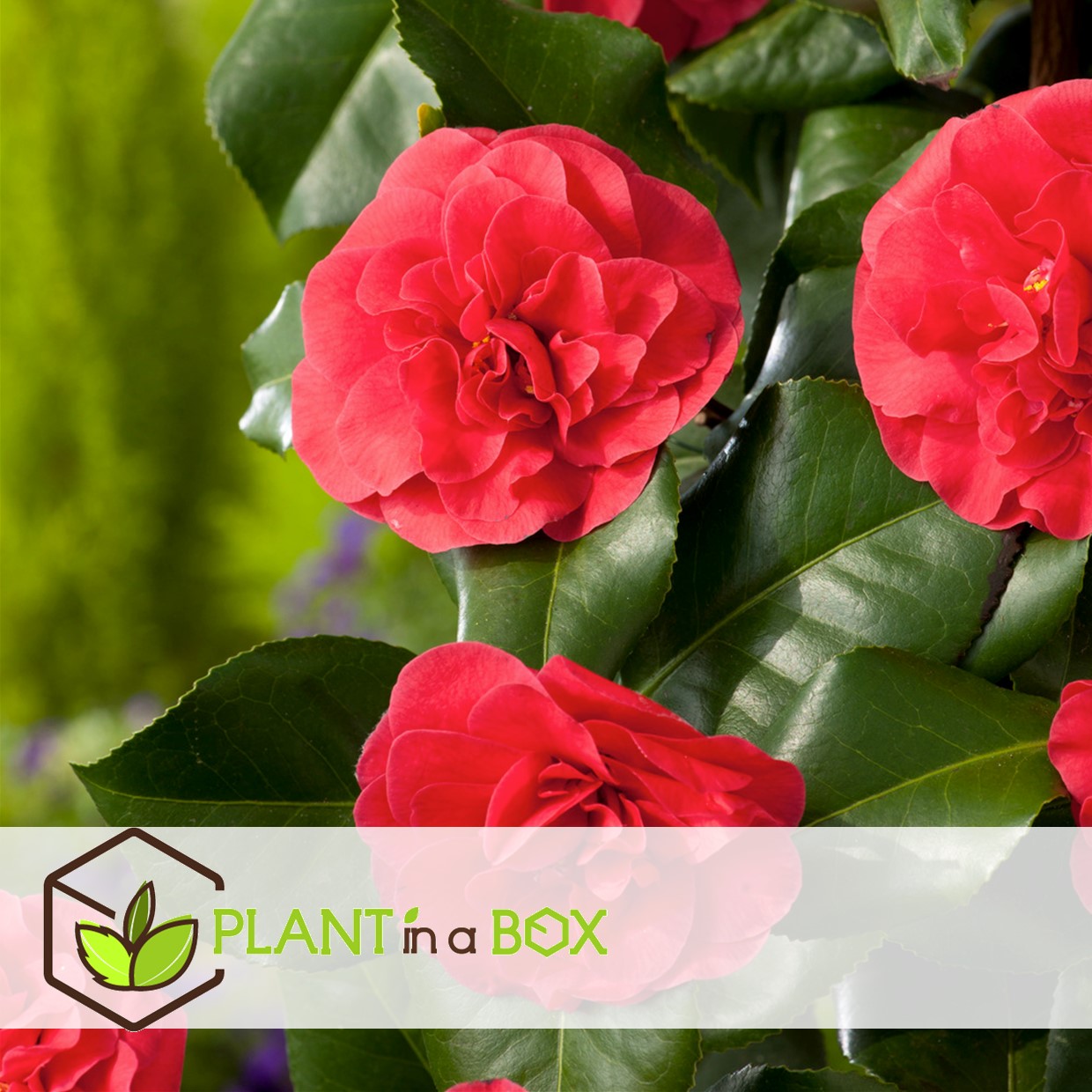 Camellia japonica lady campbell - set de 2 - rose - pot 15cm - hauteur 50-60cm
