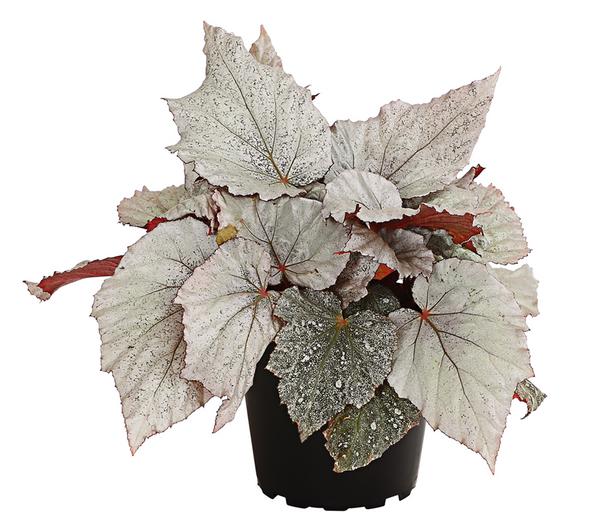 Blattbegonie - Begonia rex-Hybride,
