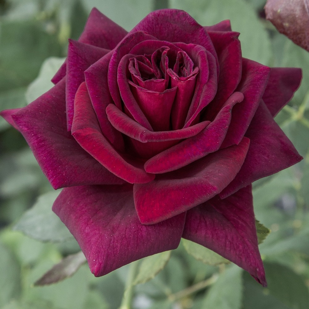 Rosier black perfumella ® meizhoro sans motte