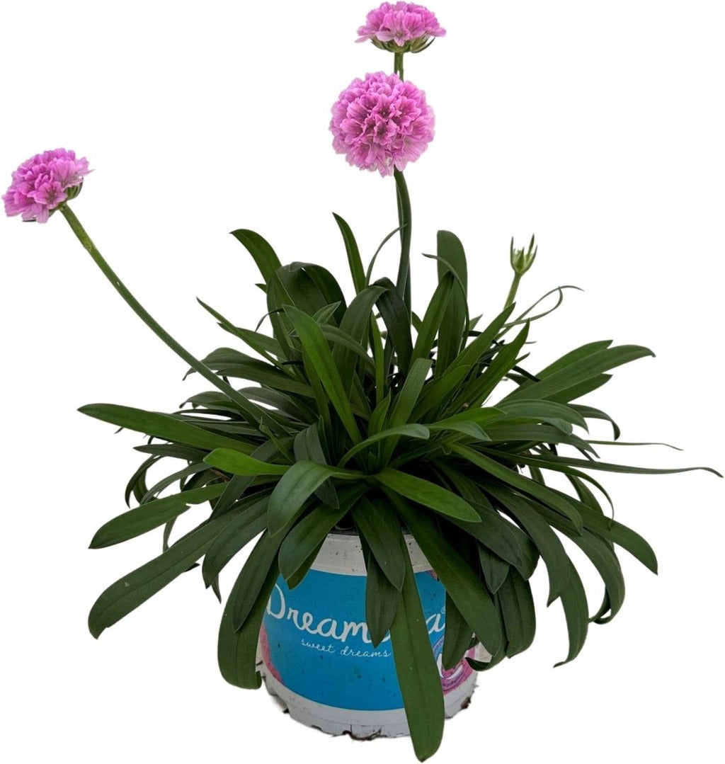 Engels gras (Armeria 'Dreameria Sweetdreams') D 12 H 22,5 cm