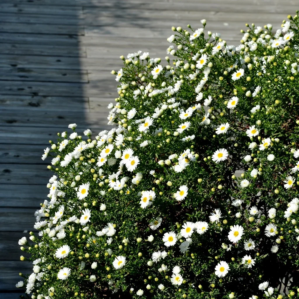Symphyotrichum novi-belgii 'Schneekissen' Buskaster 'Schneekissen' Ø11 cm
