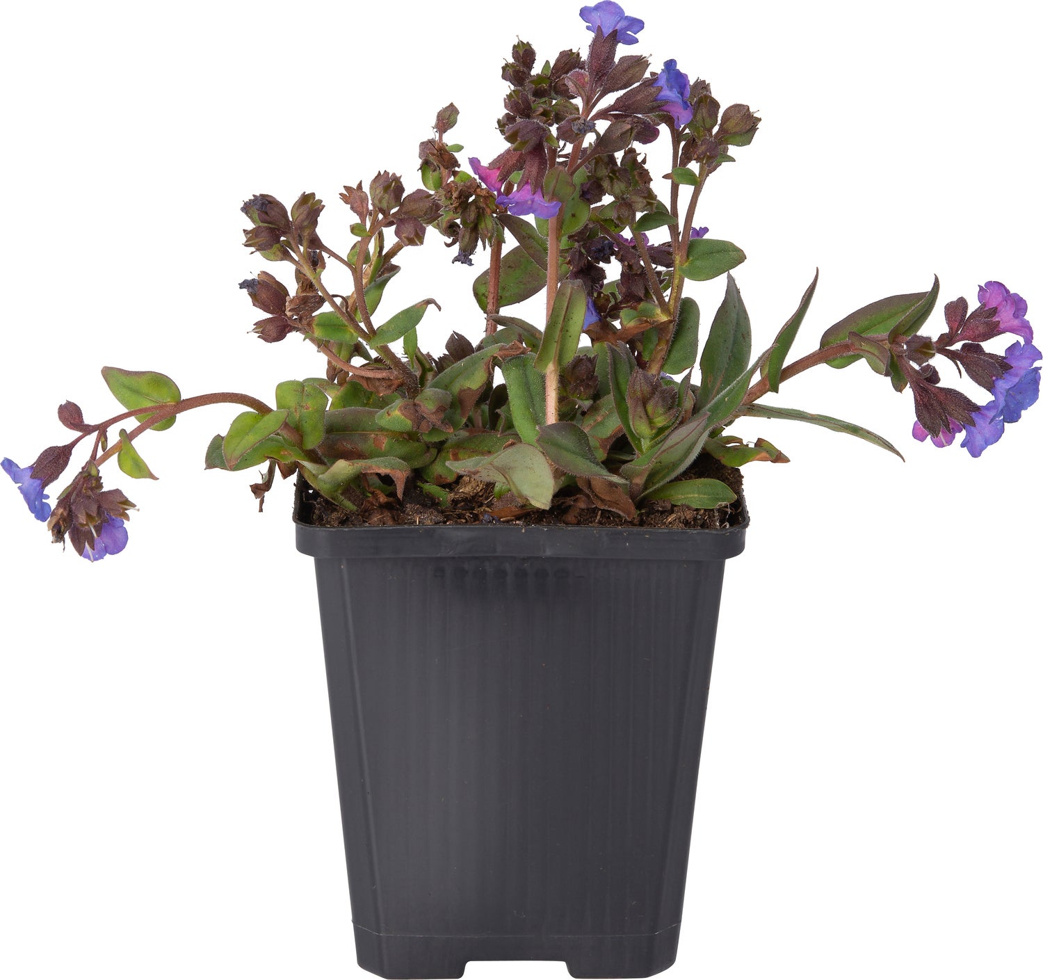 Longkruid (Pulmonaria angustifolia 'Azurea') D 9 H 10 cm