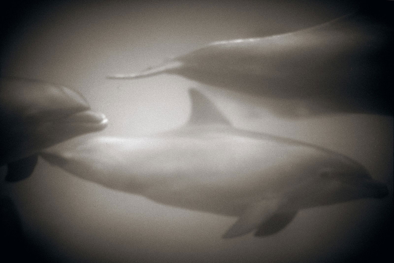 Bottlenose Dolphin III by Henry Horenstein - Open Edition.