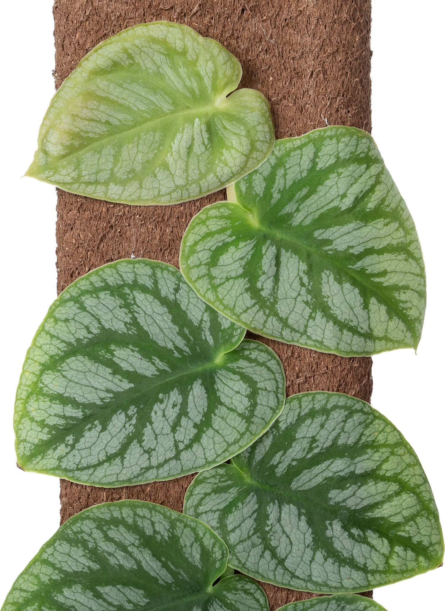 Vlakke Gatenplant op duurzame klimstok (Monstera dubia) D 14 H 46 cm