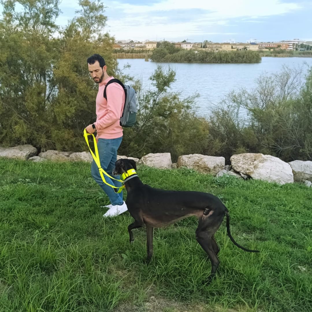 Guia para cães EGV com múltiplas posições e alça dupla de neoprene. Guia para cães que permite o uso com as mãos livres, com 2,5 metros de comprimento. (Amarela)