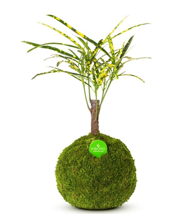 Kibonu Wunderstrauch - Codiaeum variegatum