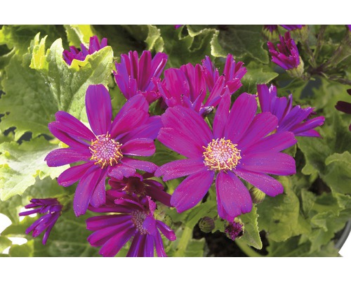 Cinderella FloraSelf Senecio senetti Ø 15 cm pot, willekeurige variëteitselectie
