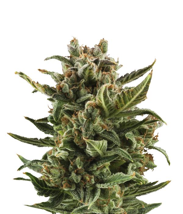Bud Voyage Hanfsamen Klassiker White Widow, 3