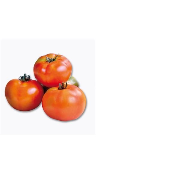 Tomate Salada Biológico