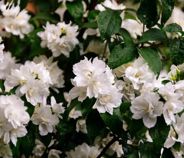Gefüllter Gartenjasmin 'Virginal'