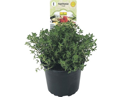 Tijm FloraSelf Thymus vulgaris 'Fredo' Ø 12 cm pot