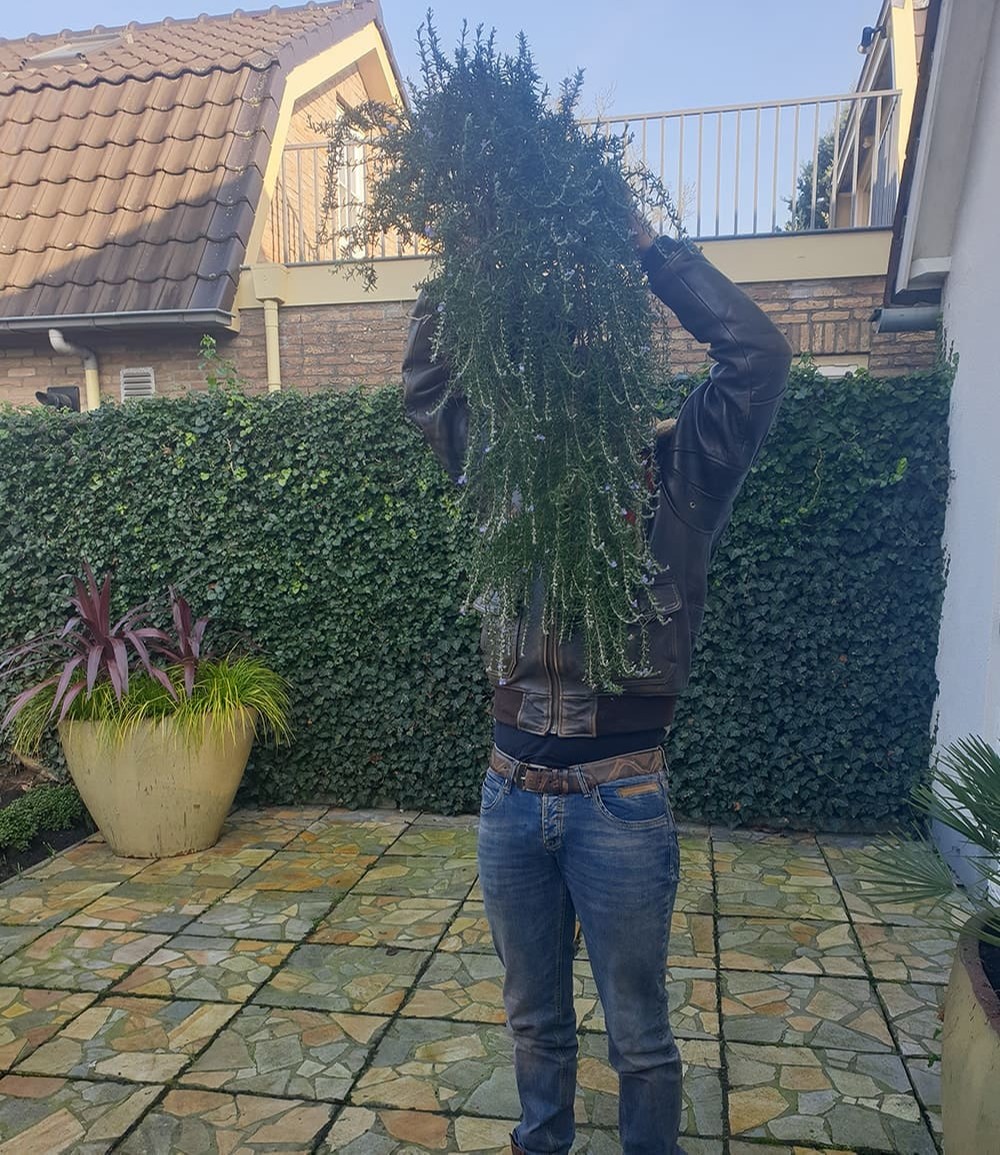 Hänge-Rosmarin 'Blue Cascade®'
