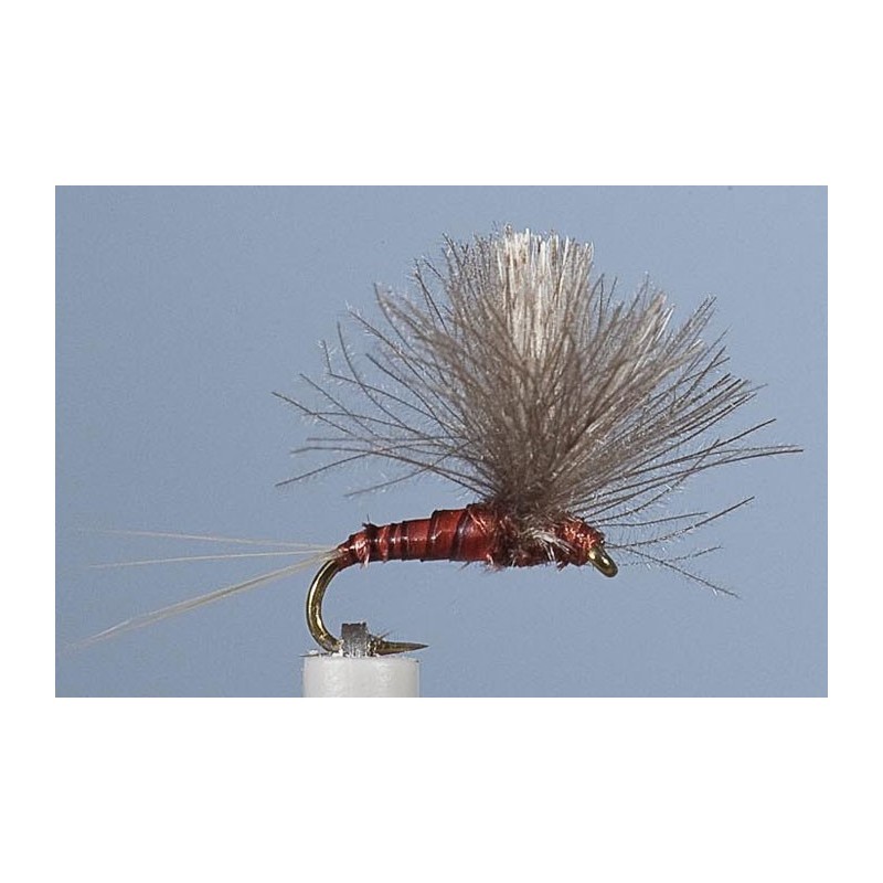 Mouche Jmc Emergente 23