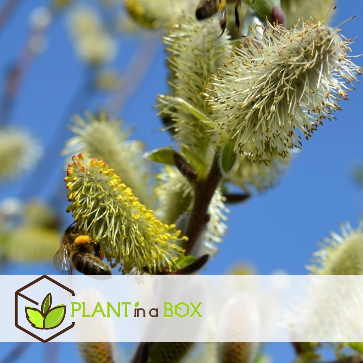 Salix repens 'iona' - saule nain - arbre - ⌀19 cm - hauteur 80-90 cm