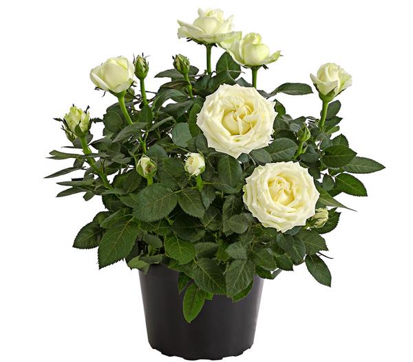 Topfrose - Rosa chinensis 'Infinity'