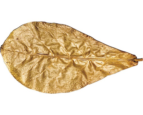 Indiase amandelbladeren Dennerle Catappa Leaves