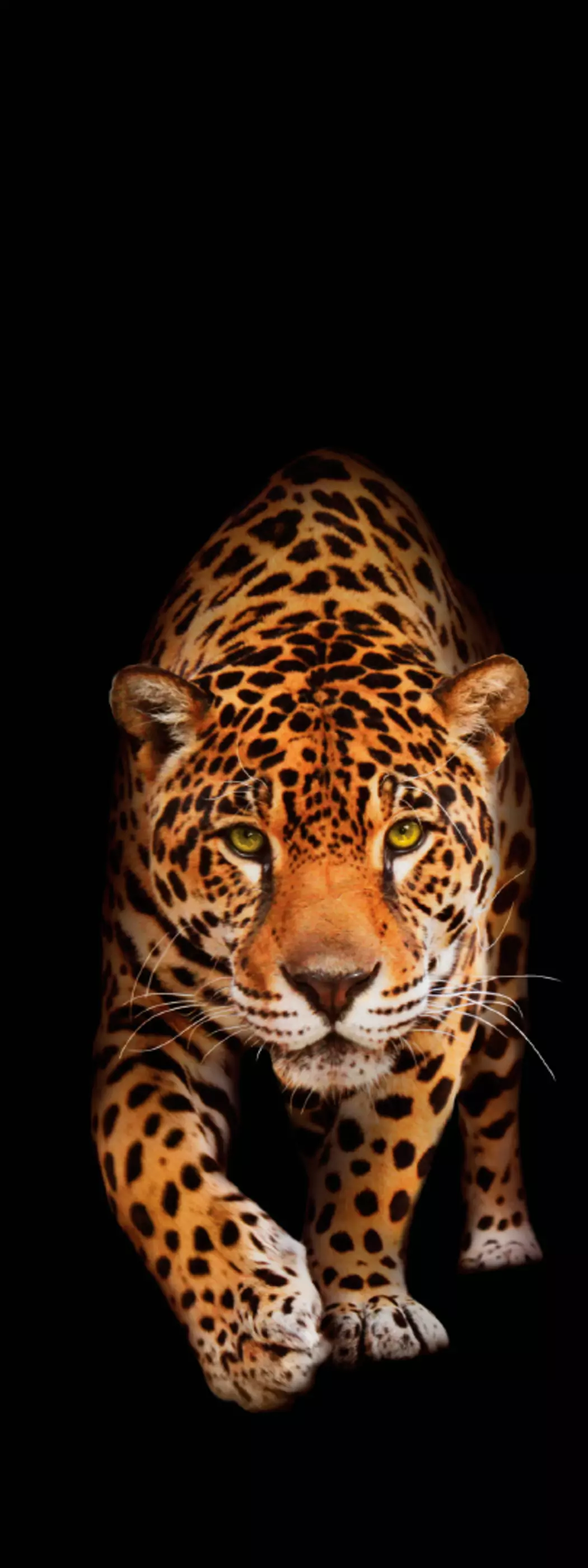 Glasbild 30 x 80 cm Panther II