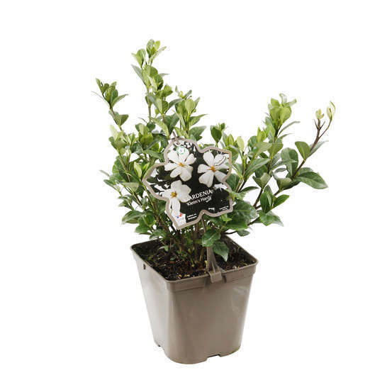 Gardenia Jasminoides kleims Hardy : Pot 3L