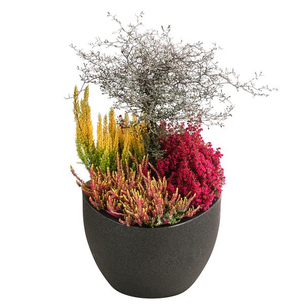 Beet- & Balkonset Herbstfeuer, 6-teilig