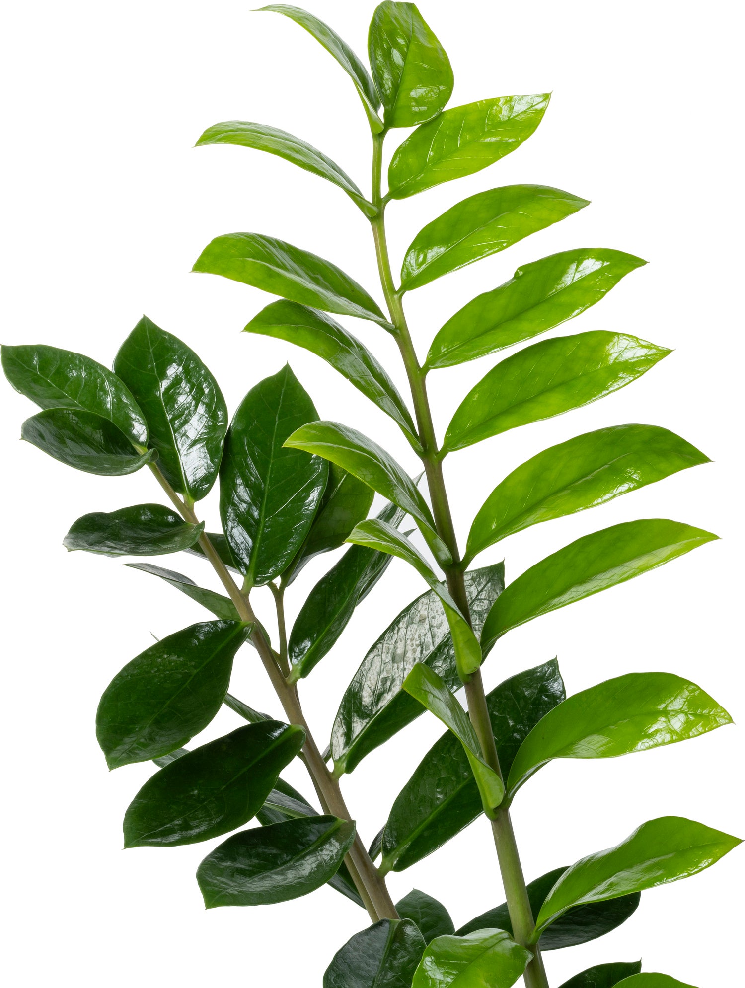 Zamioculcas (Zamioculcas zamiifolia) D 27 H 110 cm
