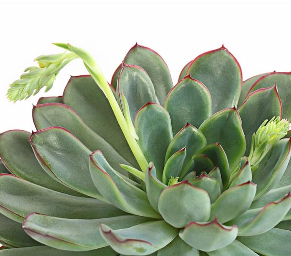 Echeverie - Echeveria pulidonis