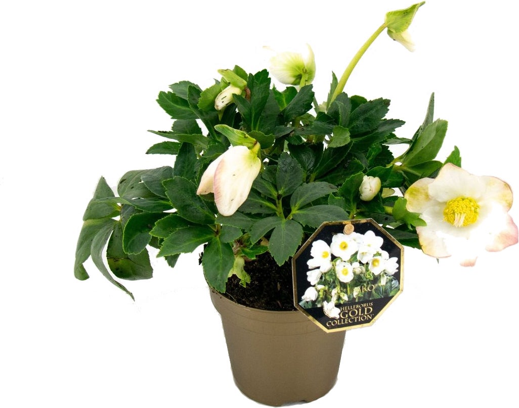 Kerstroos (Helleborus (HGC) 'Jesko') D 10,5 H 25 cm