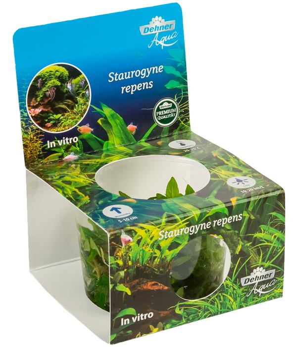 Dehner Aqua Premium Kriechende Staurogyne In