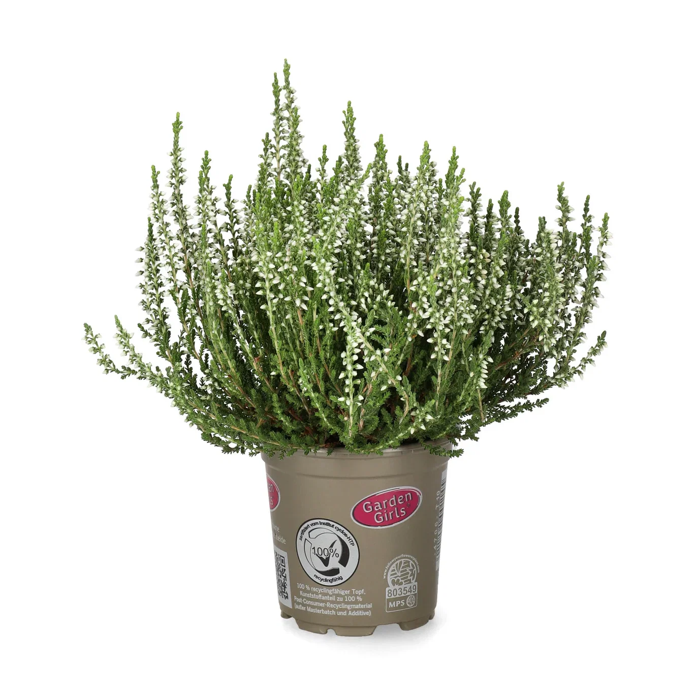 Calluna vulgaris Røsslyng Ø10,5 cm