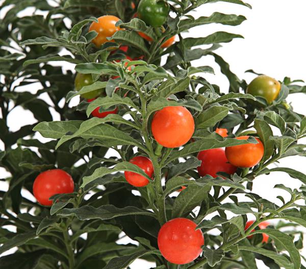 Korallenstrauch - Solanum pseudocapsicum