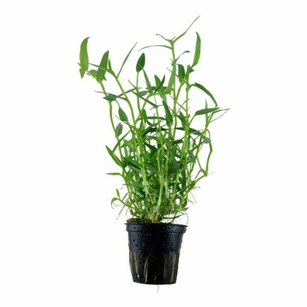 Murdannia keisak