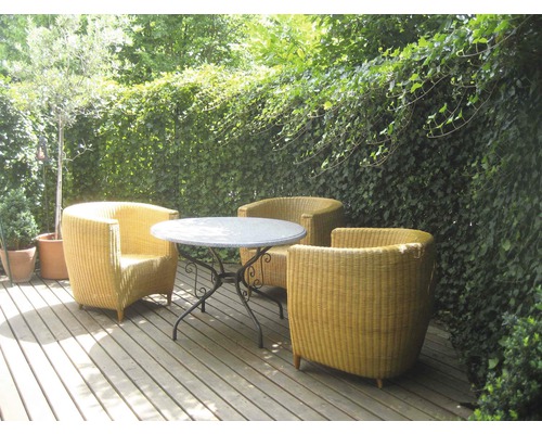 Privacyhaag klimop Helix Hedera helix 'Woerneri' H180xB120 cm