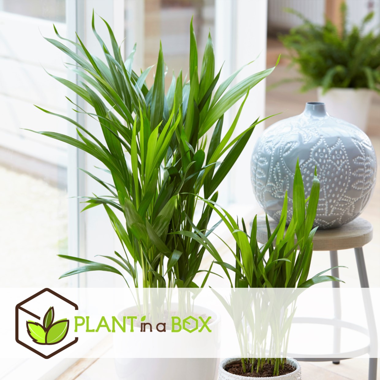 Dypsis lutescens - areca gold palm - pot 17cm - hauteur 60-70cm