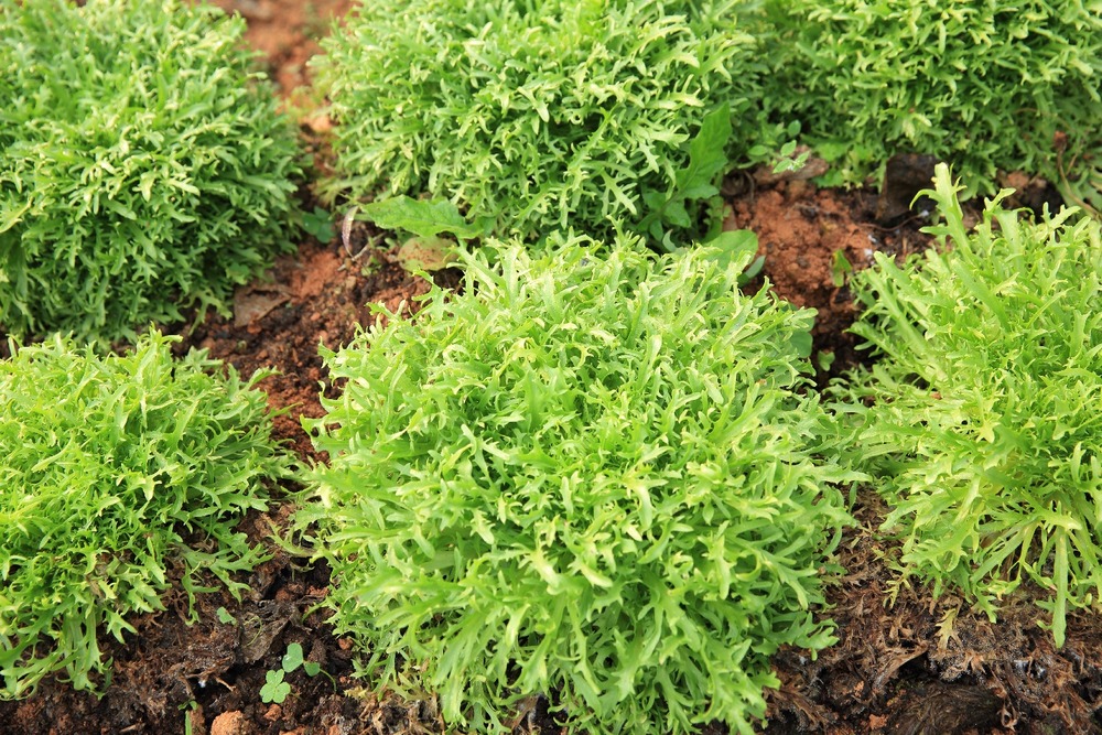 Bio - roquette - 3000 graines - eruca sativa