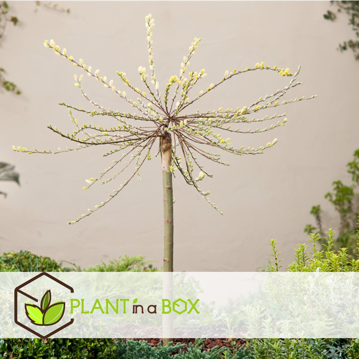Salix repens 'iona' - saule nain - arbre - ⌀19 cm - hauteur 80-90 cm