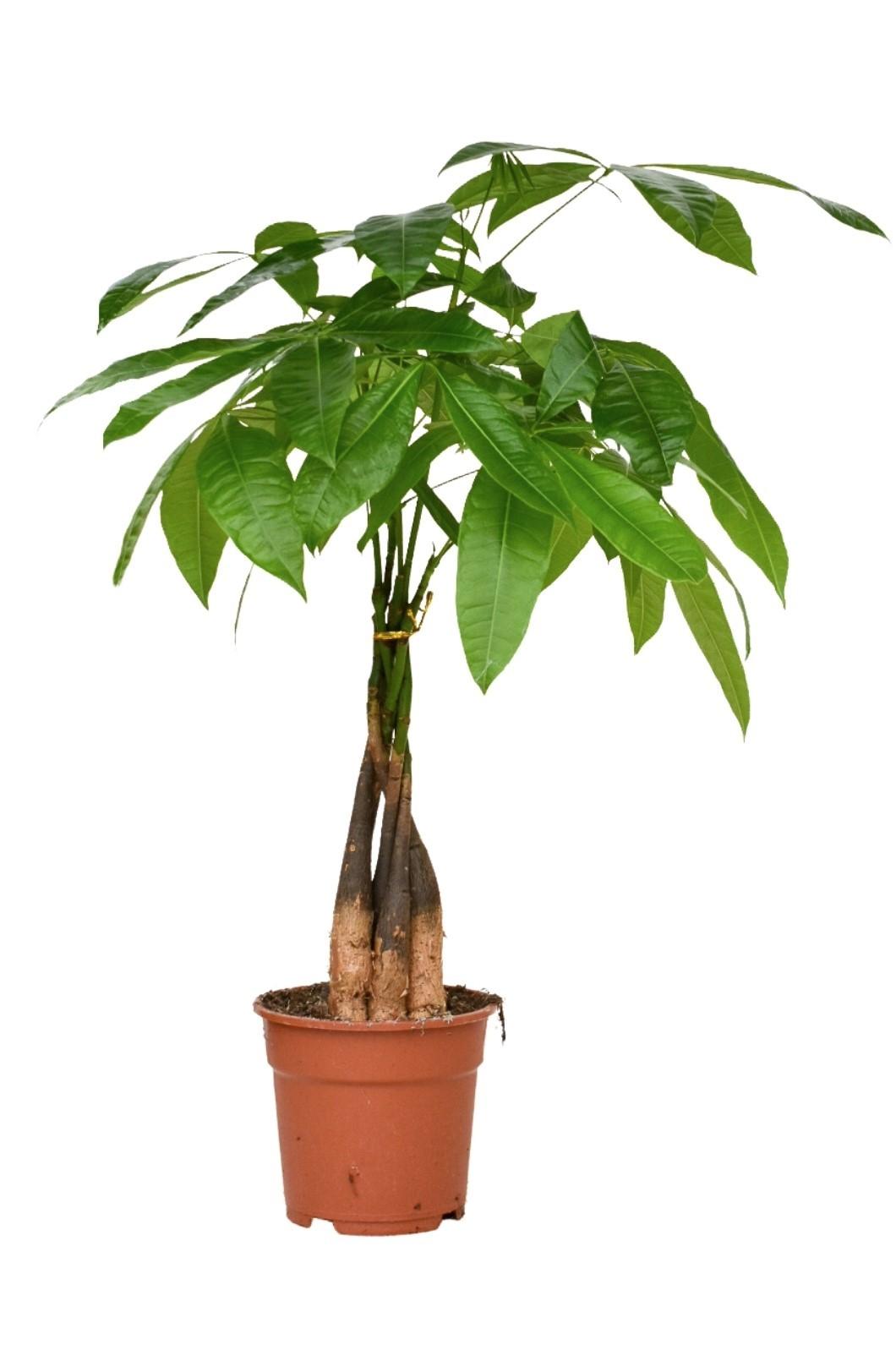 Plante d'intérieur - pachira aquatica 65.0cm