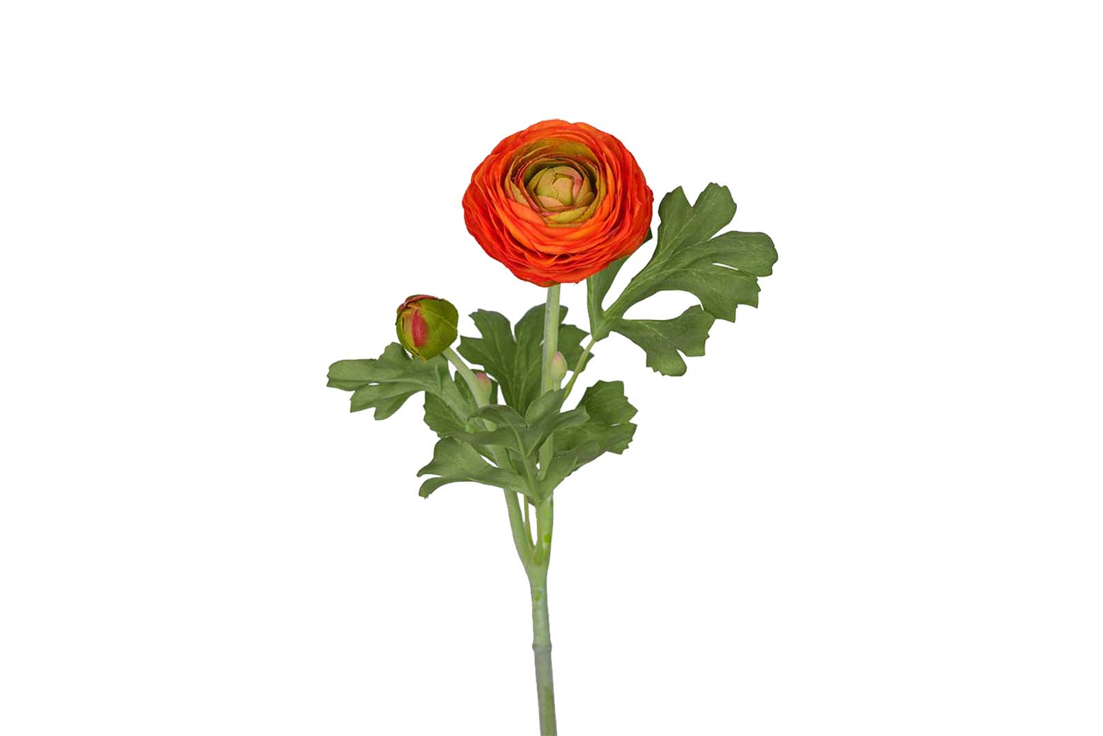 Ranunkel stilkblomst Rød. H50 cm