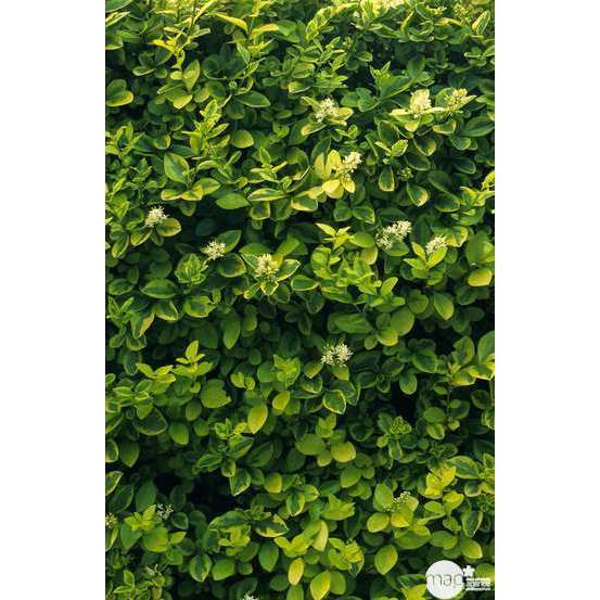 Ligustrum ovalifolium ' Aureum ' : H 40/60 ctr 3 litres