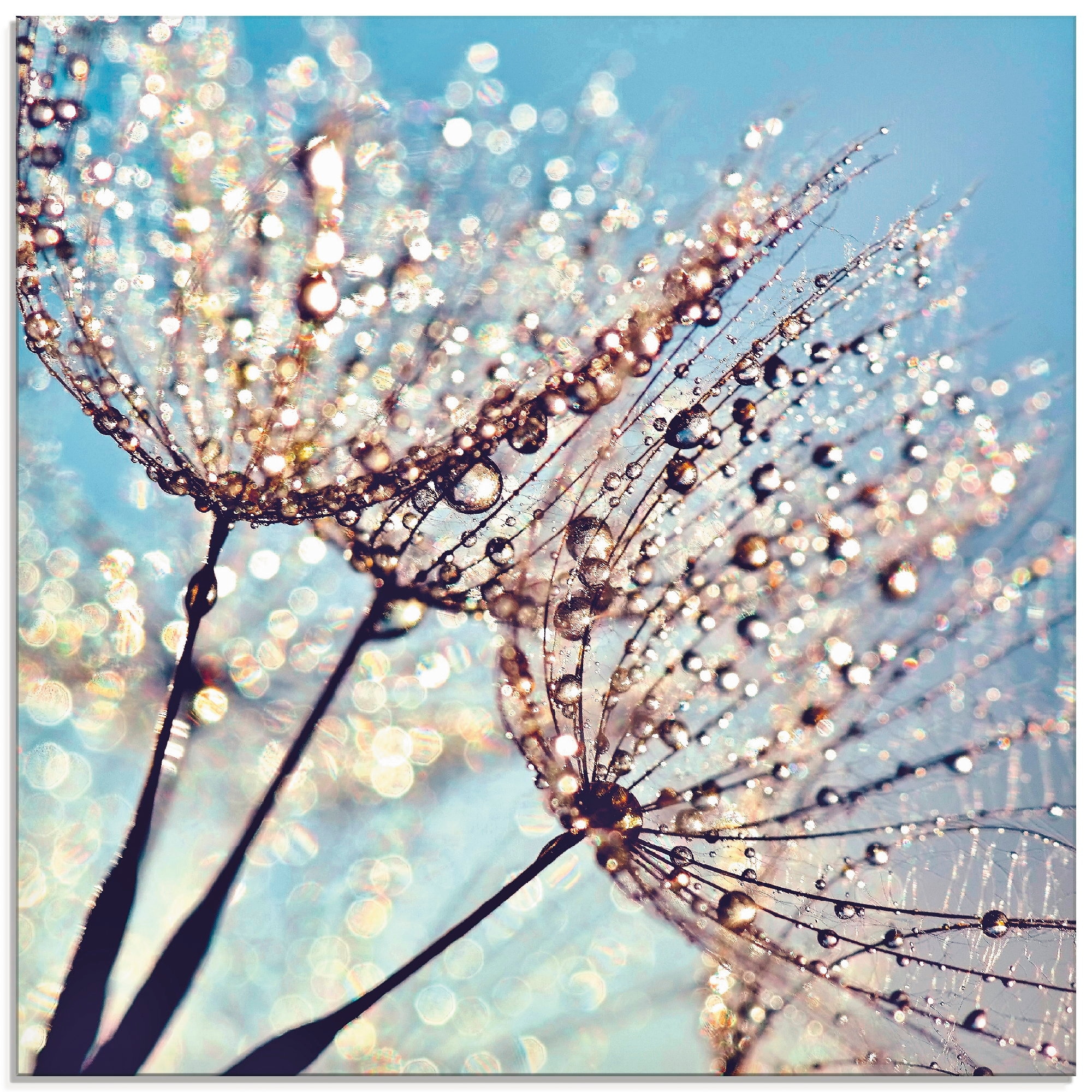 Artland Glasbild »Pusteblume Tröpfchenfänger« Blumen 1 Stk. tlg. in verschiedenen Grössen
