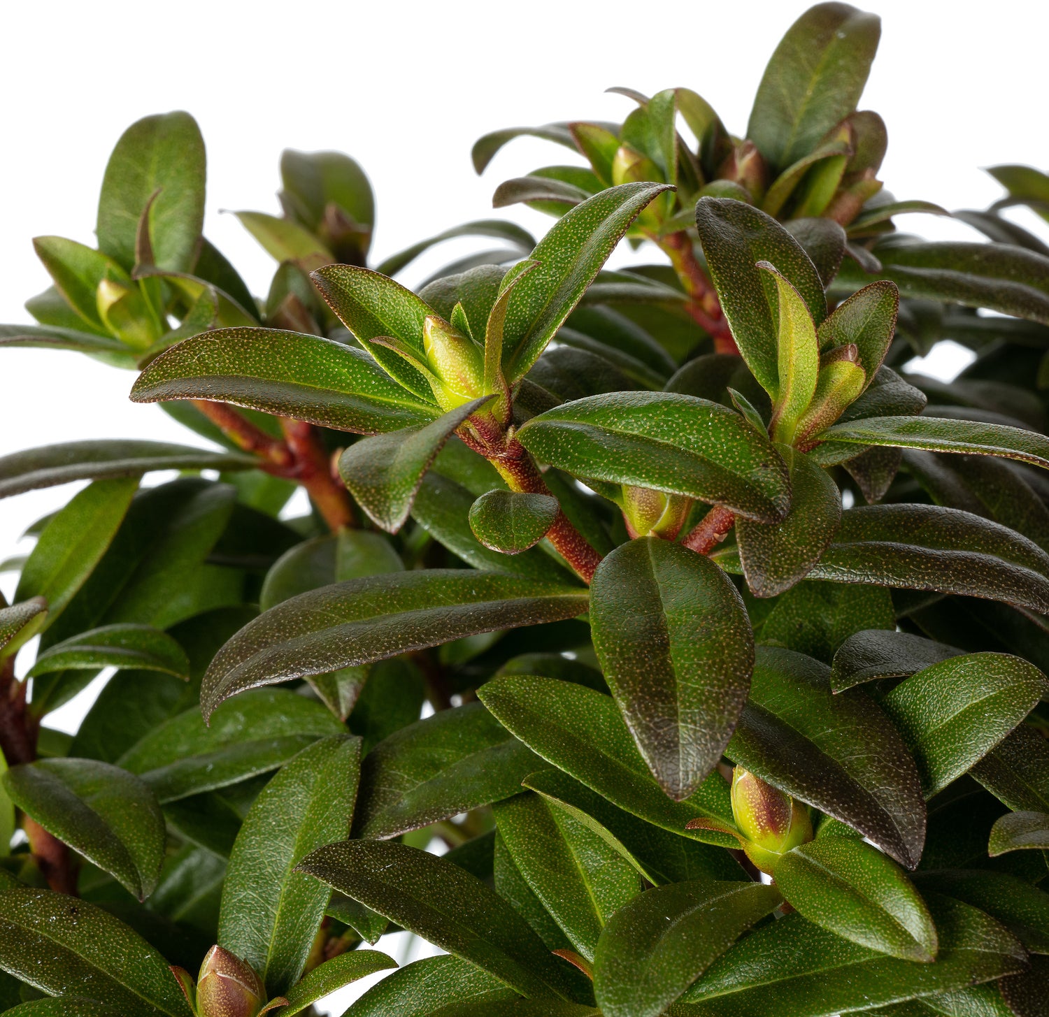 Rhododendron (Rhododendron 'Town Heat') D 17 H 20 cm