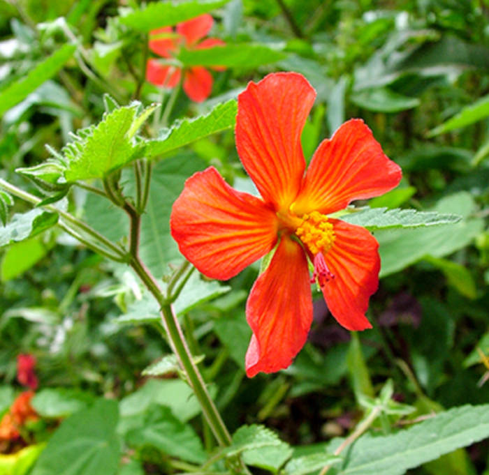 Pavonia miskii (mini hibiscus) taille pot de 2 litres - 20/60 cm - rouge